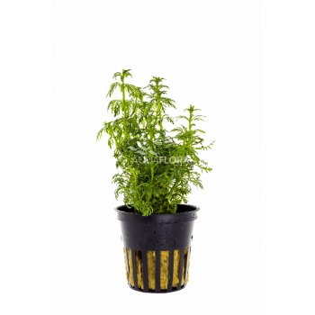 AQUAFLORA - LIMNOPHILA HETEROPHYLLA